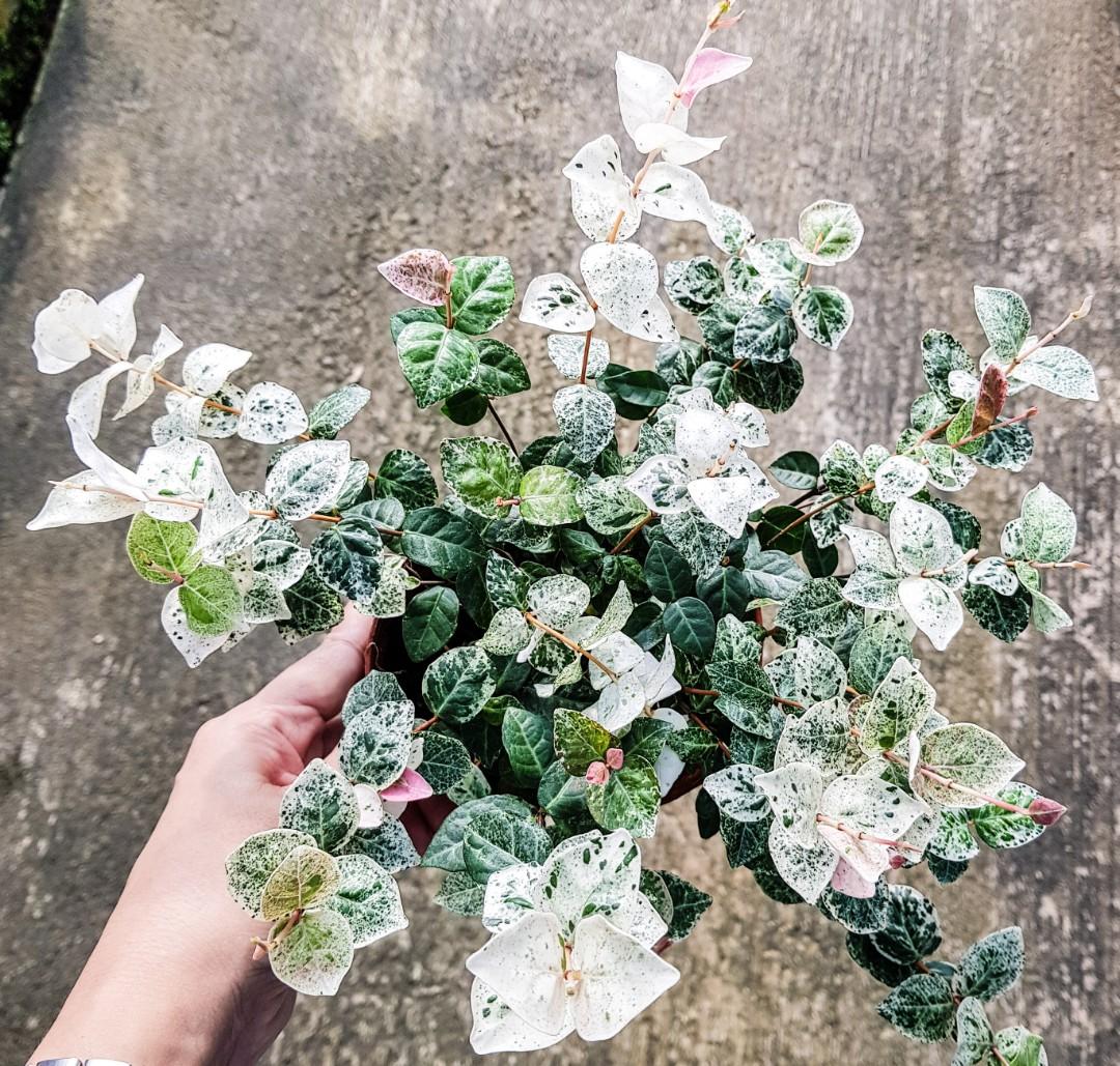 Asiatic Jasmine Sale Gardening Plants On Carousell