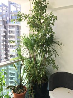 (Category: ) located in . Submitted by evi.andrasko.sg (Listing ID 1023298012, Image 1). Description: .
