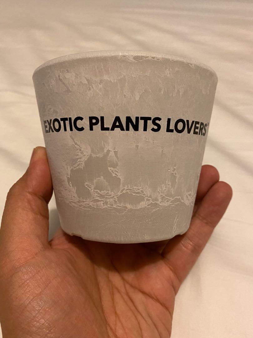 Botanize X Isetan 伊勢丹限定exotic Plants Lovers 全新日本植木鉢手工花盆plant Pot 多肉塊根仙人球陶瓷植物 傢俬 家居 Gardening Plants Carousell