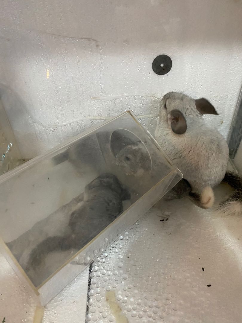 Chinchilla cage aircon , Pet Supplies, Homes & Other Pet Accessories on