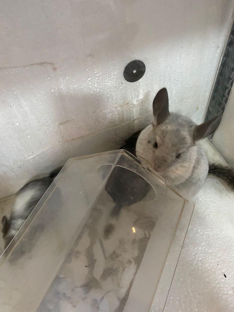 Chinchilla cage aircon , Pet Supplies, Homes & Other Pet Accessories on