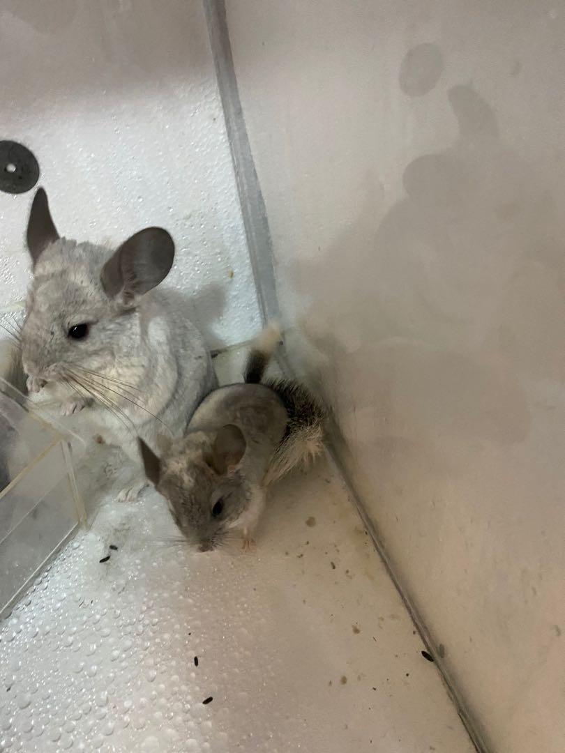 Chinchilla cage aircon , Pet Supplies, Homes & Other Pet Accessories on