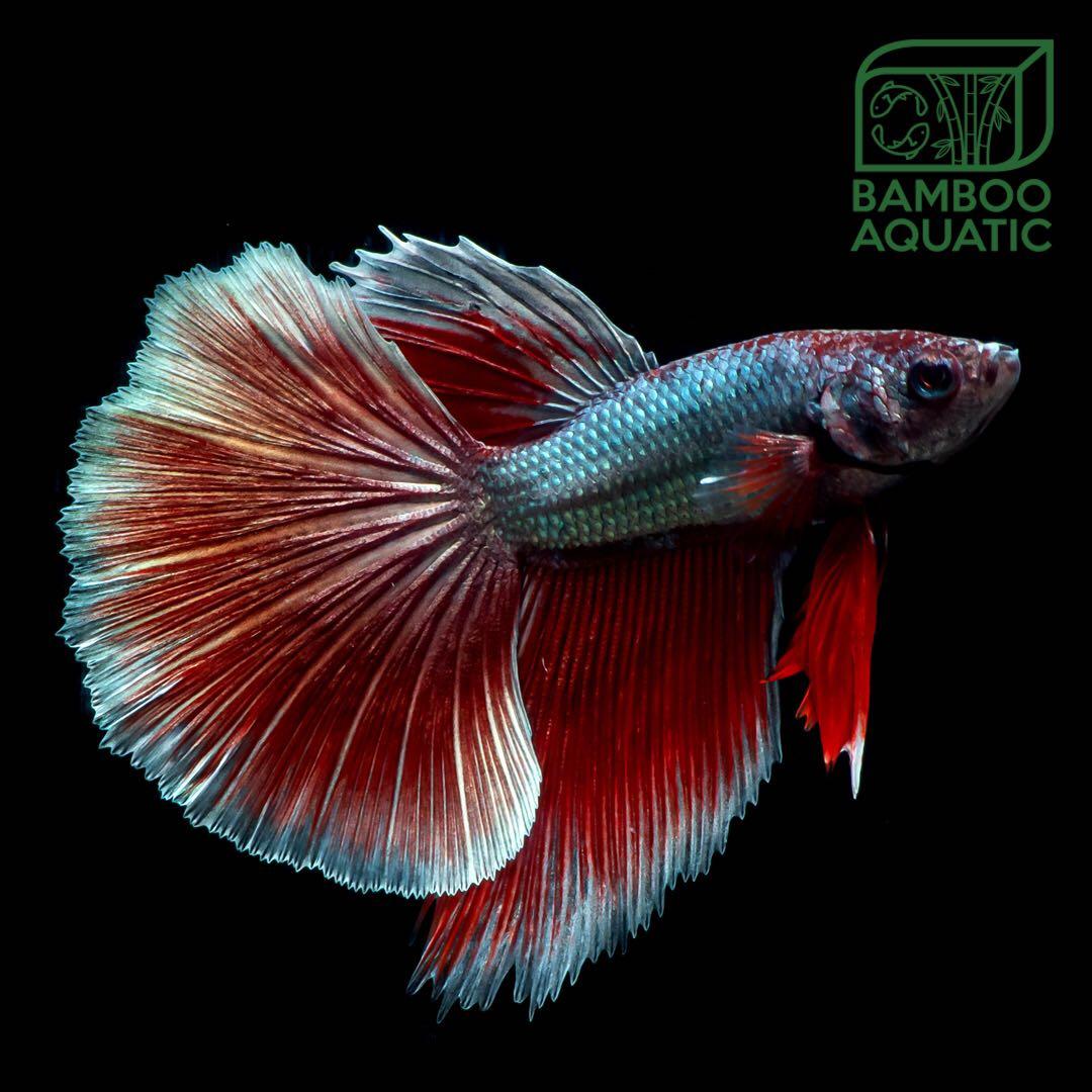 Cupang Halfmoon Red Copper 4f Perlengkapan Hewan Aksesoris Hewan Di Carousell