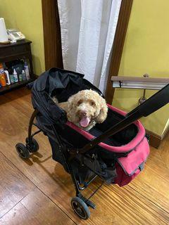 stroller for dogs olx