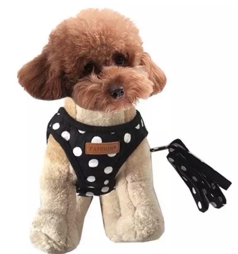 female dog accessories
