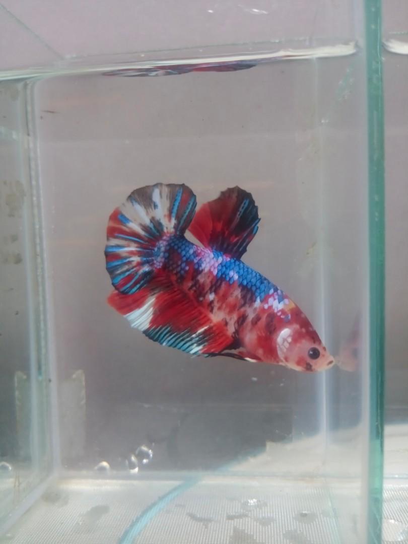 Ikan Cupang Hias Giant Koi Multy Galaxy Perlengkapan Hewan Aksesoris Hewan Di Carousell