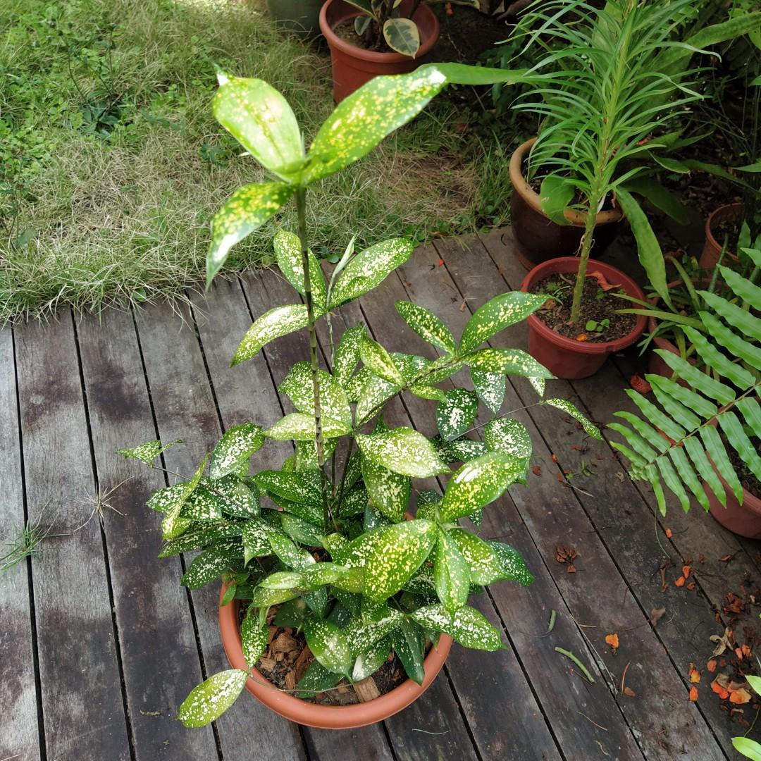 Japanese Bamboo Plant Gardening Plants On Carousell