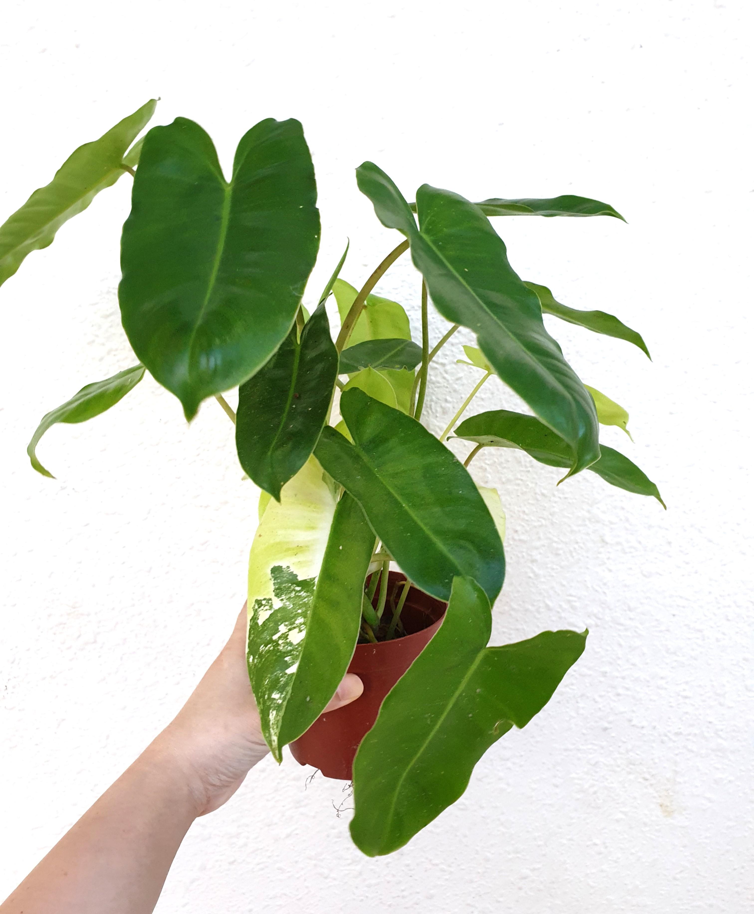 Philodendron Imbe Variegata Furniture Home Living Gardening Plants Seeds On Carousell