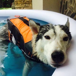 dog swimming gear