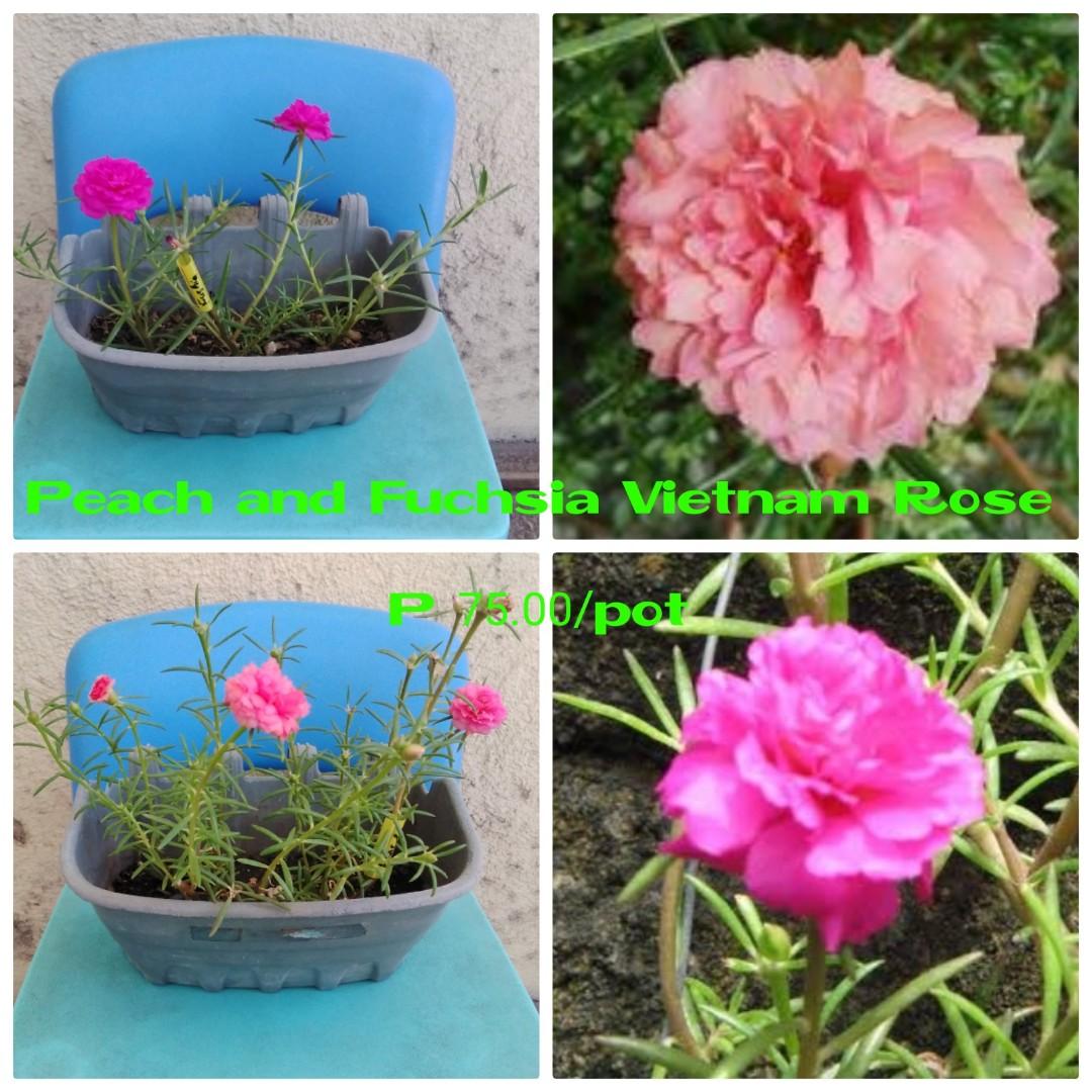 Vietnam Rose Live Plant Furniture Home Living Gardening Plants Seeds On Carousell Vietnam Rose Live Plant Furniture Home Living Gardening Plants Seeds On Carousell