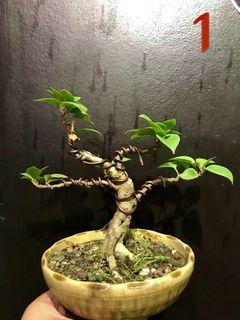 For Bonsai And View All For Bonsai And Ads In Carousell Philippines