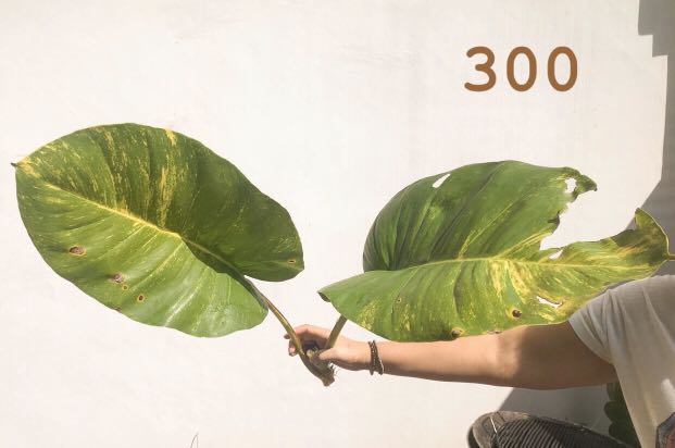 Giant Golden Pothos Cutting Gardening Flowers Plants On Carousell