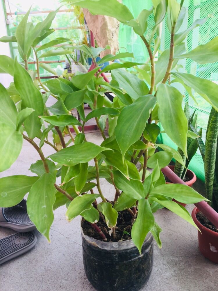 Insulin Plant Furniture Home Living Gardening Plants Seeds On Carousell