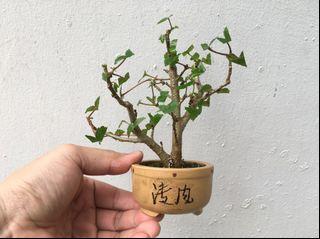 Miniature Sea Hibiscus Bonsai Gardening Plants On Carousell