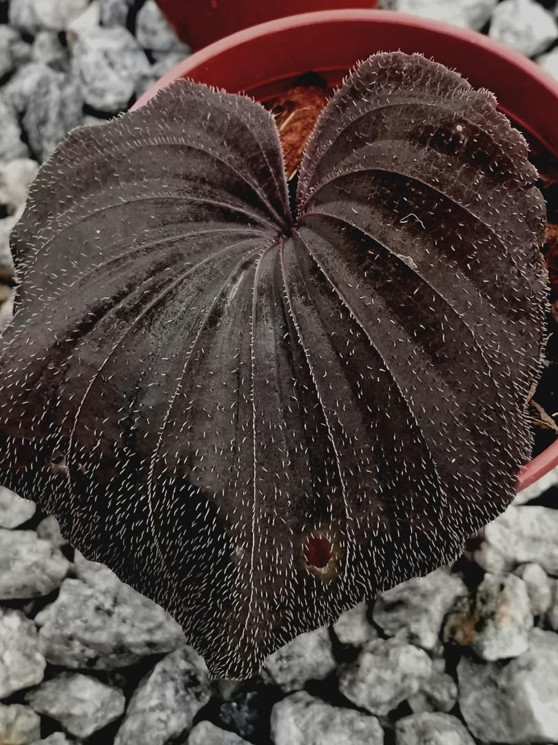 Nervilia Plicata For Nursery Wholesale Pls Inbox Home Furniture Gardening On Carousell