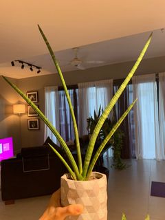 (Category: ) located in . Submitted by chibb89 (Listing ID 1023508331, Image 1). Description: .