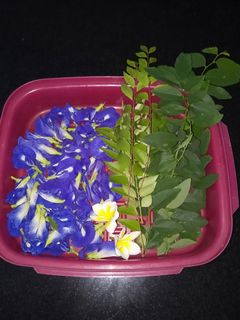 (Category: ) located in . Submitted by 100plants (Listing ID 1023649950, Image 1). Description: .