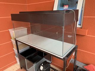 (Category: ) located in . Submitted by pterophyllum (Listing ID 1023747048, Image 1). Description: .