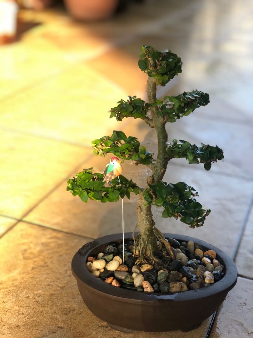 7 Layer Water Jasmine Bonsai Home Furniture Gardening On Carousell