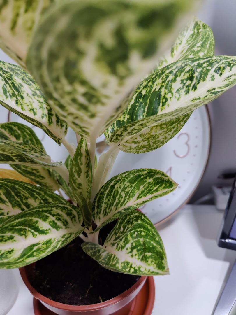 Indoor plant Aglaonema moonstone (Chinese evergreen