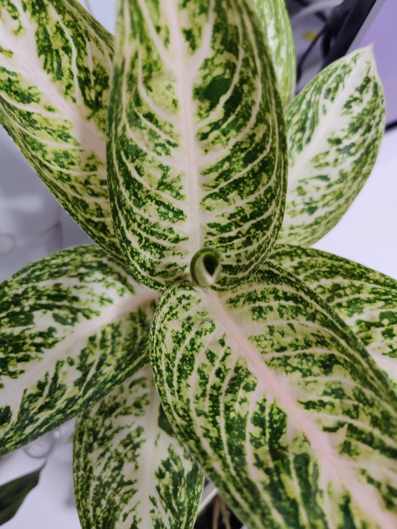Indoor plant Aglaonema moonstone (Chinese evergreen ...