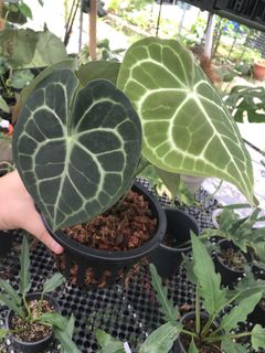 (Category: ) located in . Submitted by plantaddict (Listing ID 1023772191, Image 1). Description: .
