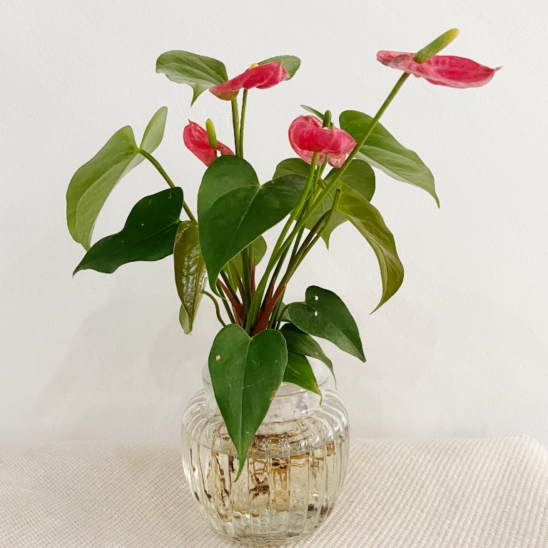 Anthurium Hydroponic Plant, Gardening, Plants on Carousell