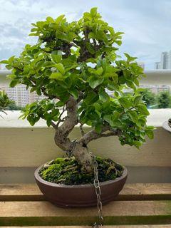 Bonsai Taiwan Cherry Apple Tree (Small leaves)