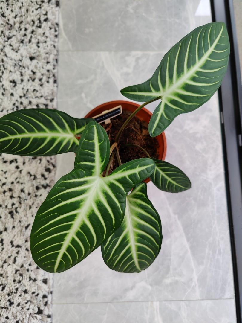 Indoor Plant Caladium Lindenii Gardening Plants On Carousell