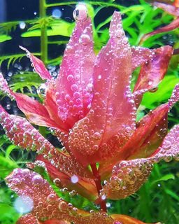 (Category: ) located in . Submitted by collectoraquatics (Listing ID 1023680593, Image 1). Description: .