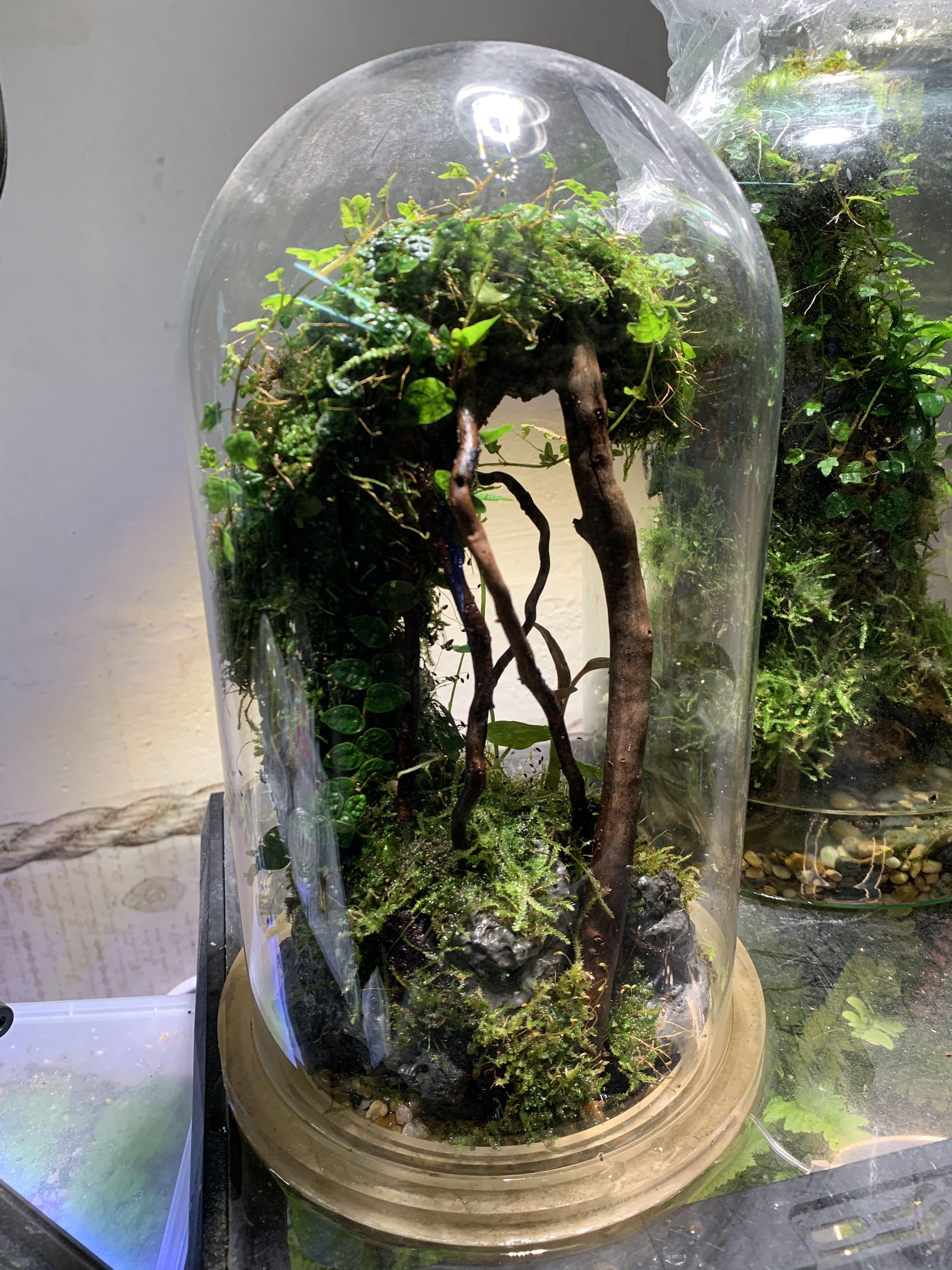Glass Dome Terrarium, Furniture & Home Living, Home Decor, Artificial
