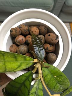 （分類：）位於 。 由 bluelaine 提交（商品編號 1023844514，圖片 1）。簡介： 。