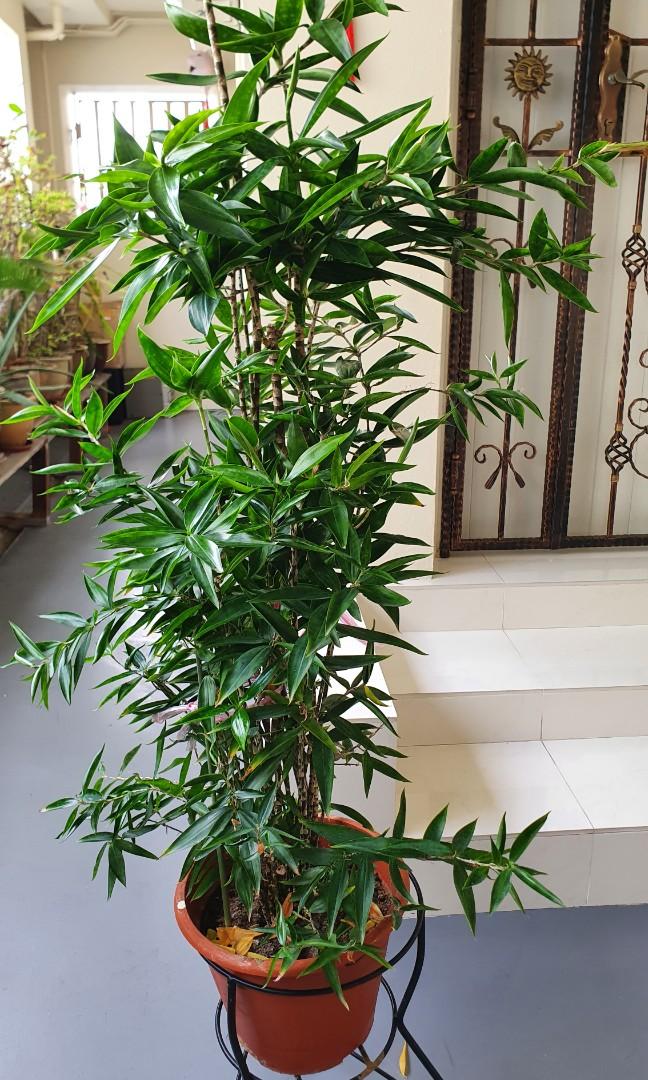 Japanese Bamboo Furniture Home Living Gardening Plants Seeds On Carousell
