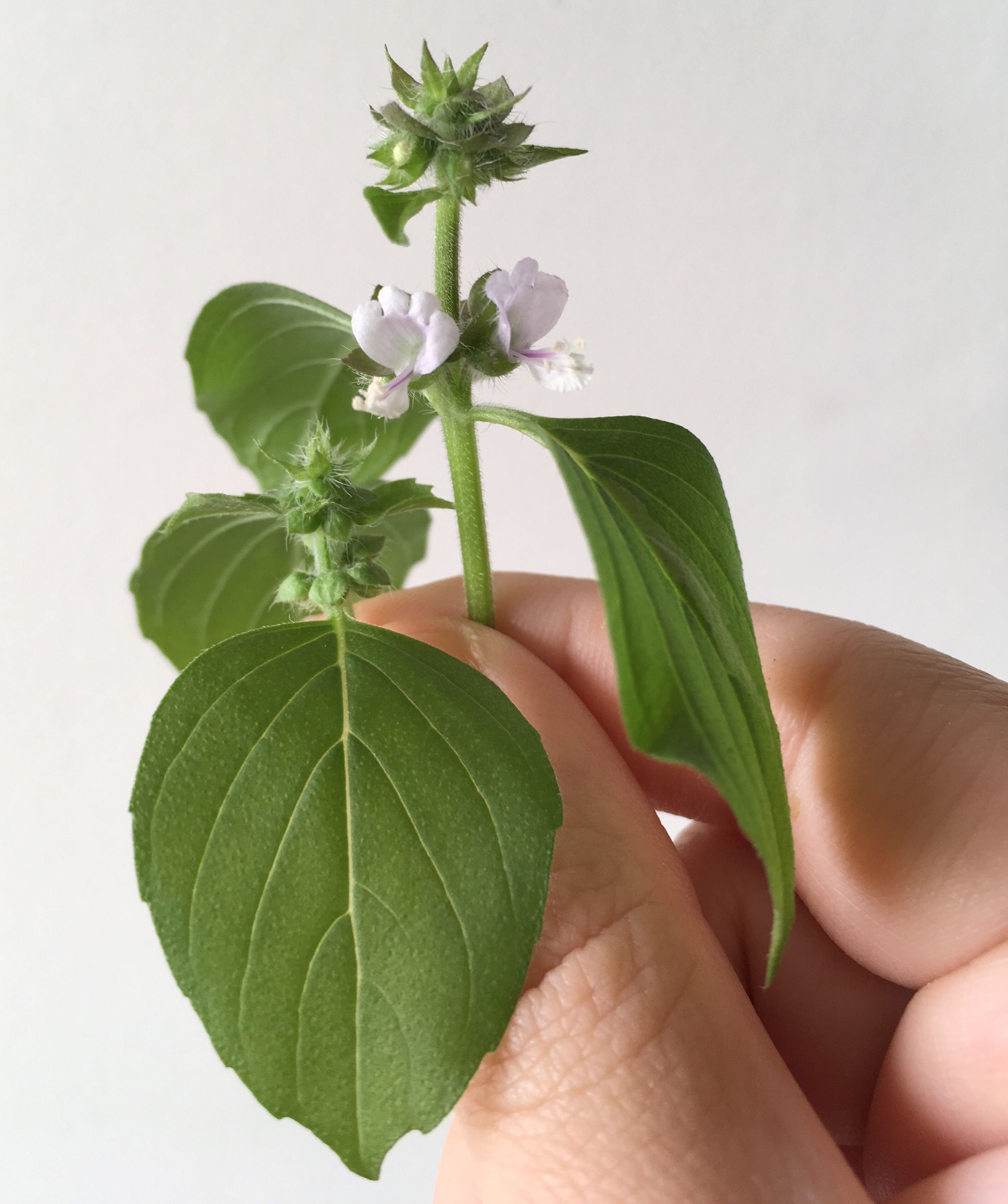 Lemon Basil Seeds Gardening Plants On Carousell