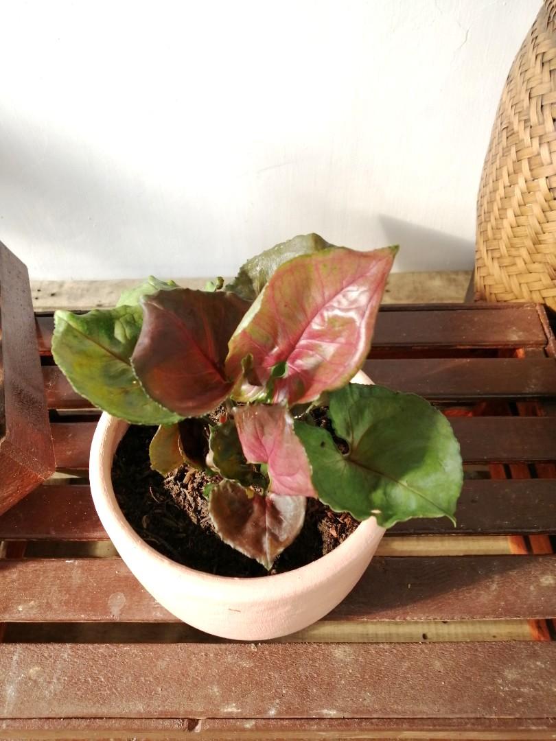 Maria Allusion Syngonium Furniture Home Living Gardening Plants Seeds On Carousell If your stem has some aerial roots along it, cut this section and root them in water for greater success. maria allusion syngonium furniture