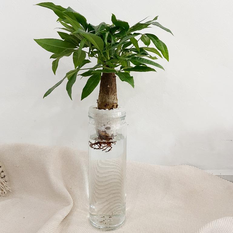 Money Tree Hydroponic Plant Gardening Plants On Carousell