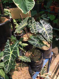 Plant Rare View All Plant Rare Ads In Carousell Philippines