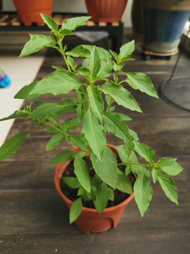 Rare Organic Kemangi Plant From Indonesia Lemon Basil Furniture Home Living Gardening Plants Seeds On Carousell