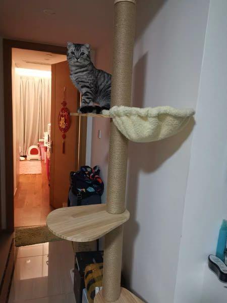 Single Ceiling Cat Condo Pet Supplies For Cats Cat Accessories On Carousell