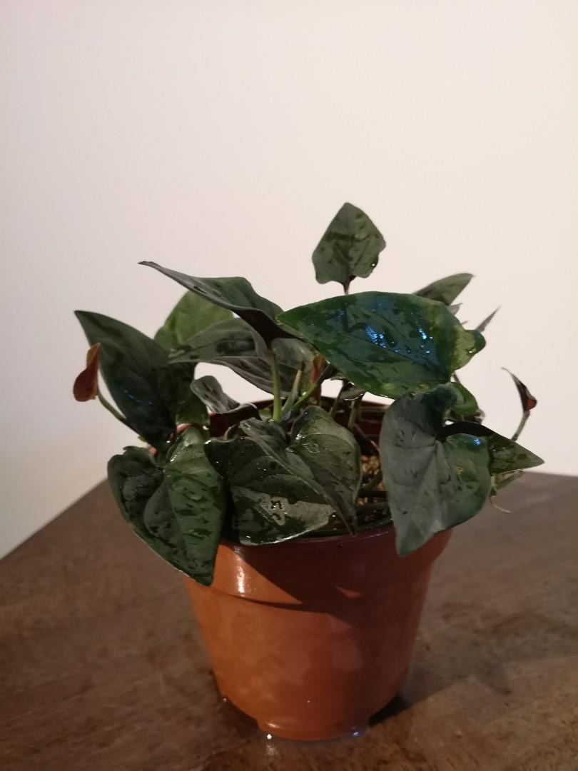 Syngonium Erythrophyllum Llano Carti Road Home Furniture Gardening On Carousell Syngonium erythrophyllum 'liano carti rd': syngonium erythrophyllum llano carti road