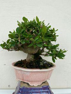 Taiwan Bonsai (黄师子）