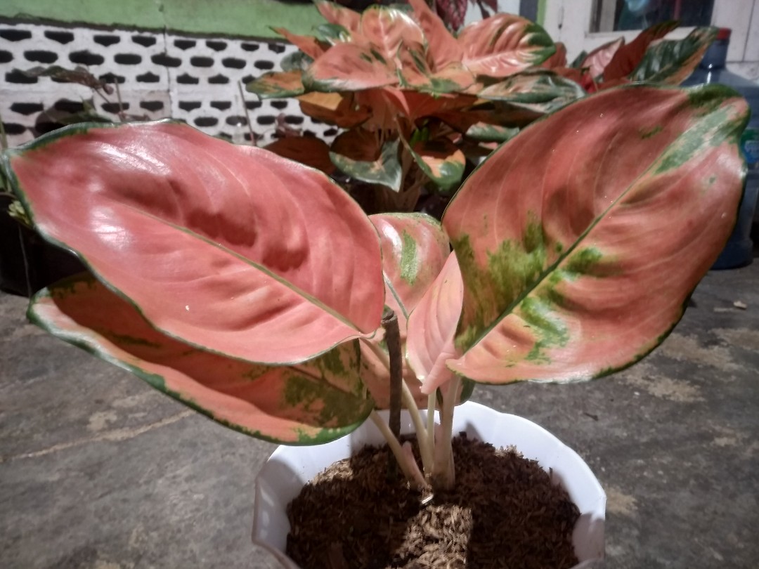 Tanaman Hias Aglaonema Cochin Ebony Kochin Eboni Perkebunan Di Carousell