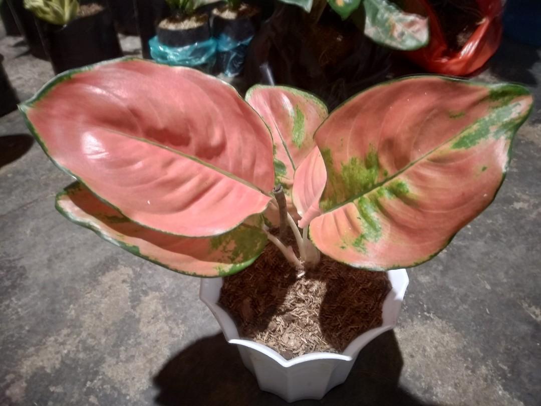 Tanaman Hias Aglaonema Cochin Ebony Kochin Eboni Perkebunan Di Carousell