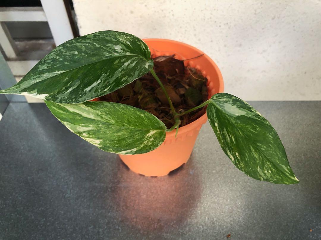 Epipremnum Pinnatum Variegated Home Furniture Gardening On Carousell