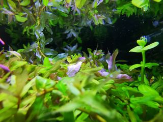 (Category: ) located in . Submitted by collectoraquatics (Listing ID 1023925503, Image 1). Description: .