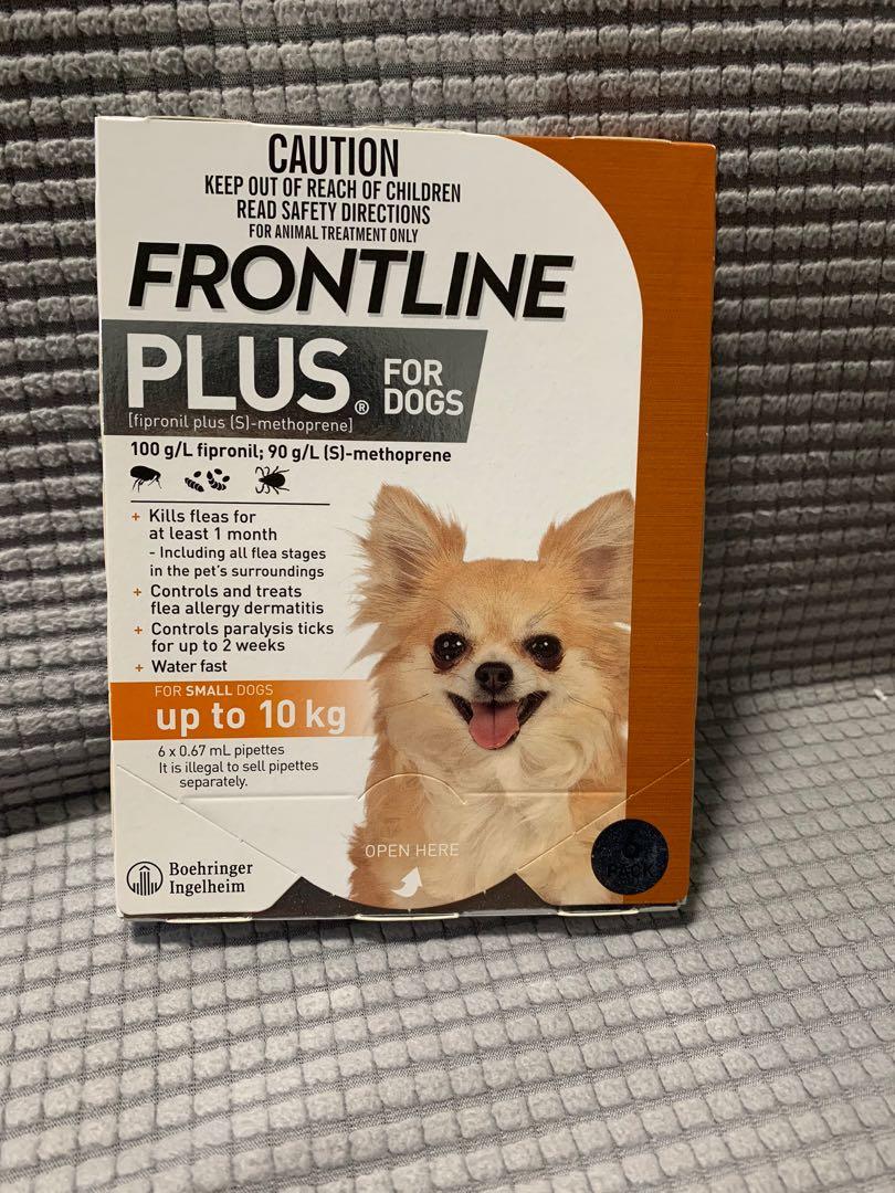 frontline for chihuahuas