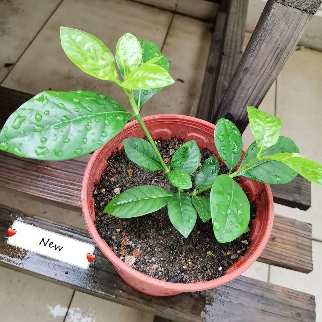 Gardenia Cape Jasmine Plant Gardening Plants On Carousell