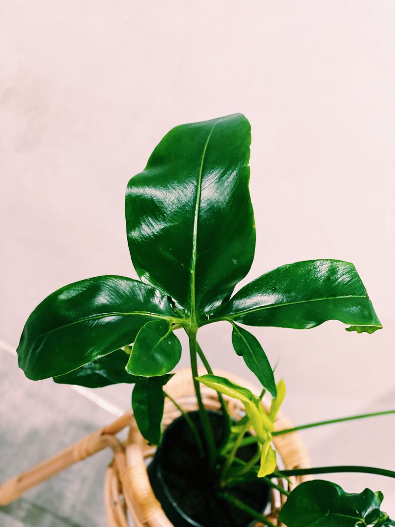 Philodendron 'Green Wonder' en Baq Raindrop