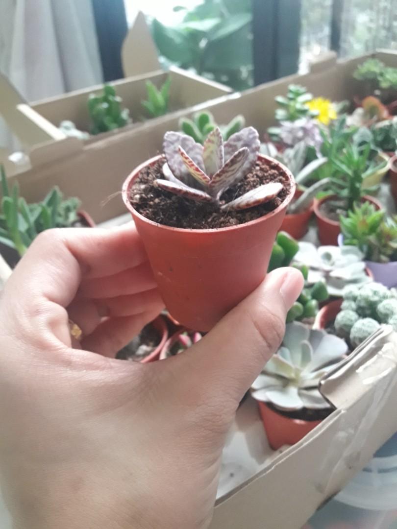 Succulent (Category: Plants & Seeds) located in Petaling Jaya. Submitted by green_project (Listing ID 1024047039, Image 3). Description: look at this cutie! im selling it for rm10 each. pickup at Citta Mall, Ara Damansara / shell surian/ mrt Surian. #cuteplant #greenproject #succulent #cactus #housedeco #indoorplant #houseplant #oxygen #gardening.