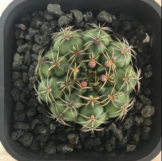 （分類：）位於 。 由 humanplant 提交（商品編號 1024252417，圖片 1）。簡介： 。